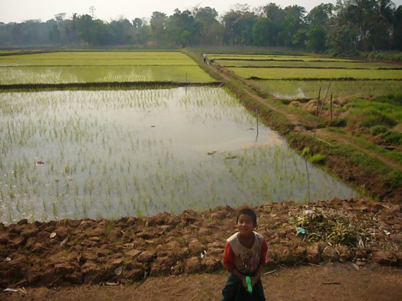 The family domain of rice fields.